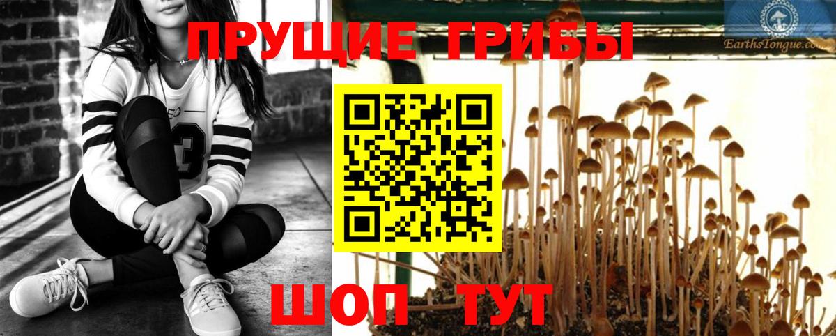 Псилоцибиновые грибы Psilocybine cubensis Дзержинск